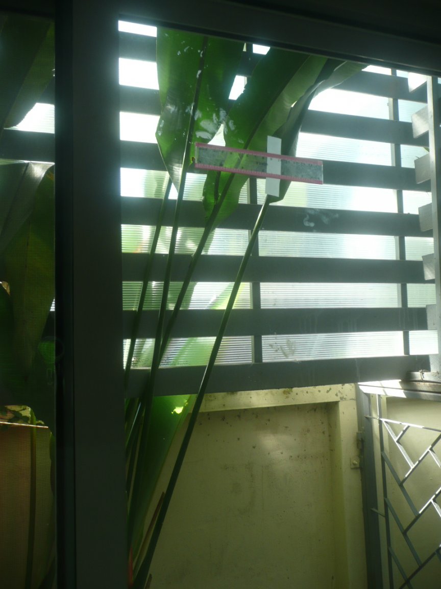 10 Nov 2017 window animal track 003.JPG
