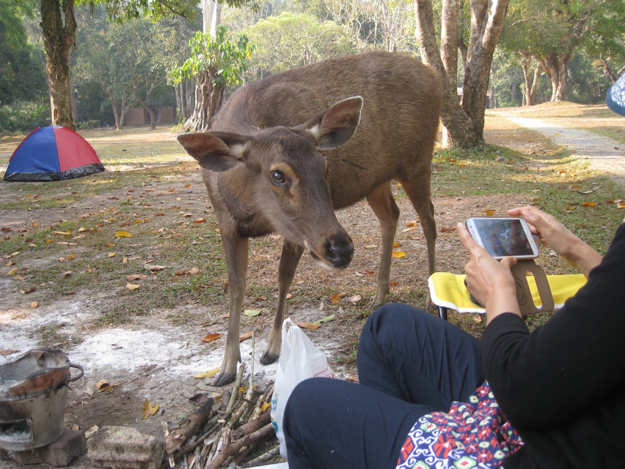 5a07abe131882_Jan2015KhaoYaiJazzMisc012.thumb.JPG.6ce12cdccd678b5069744ffdb95e566e.JPG