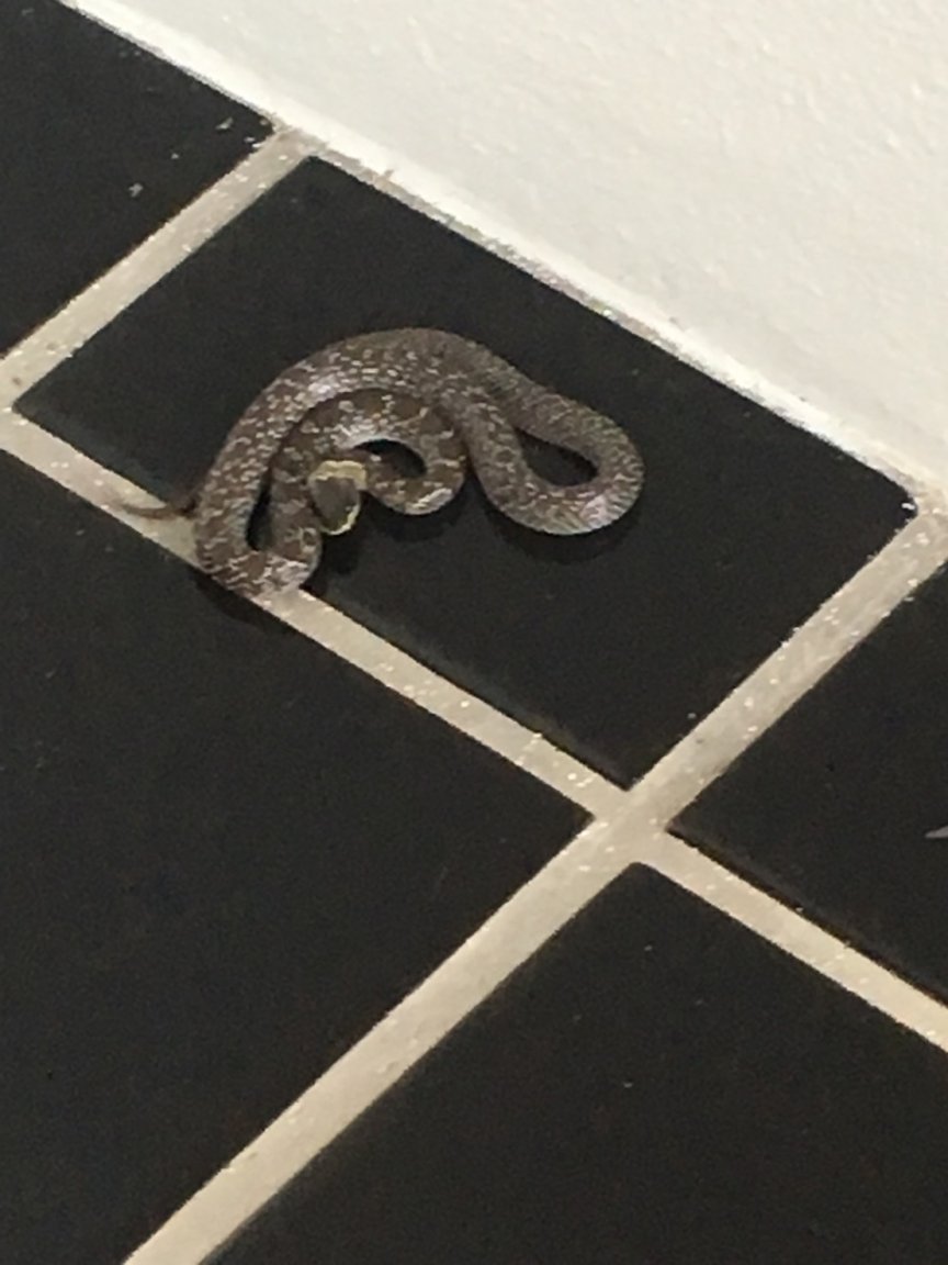 snake at SKK BS__8577032.jpg