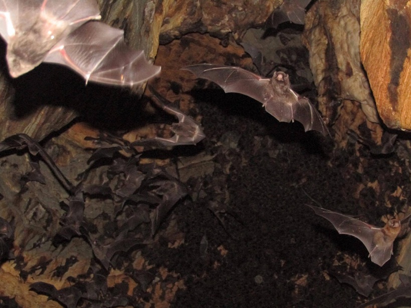 bats-in-the-cave.jpg