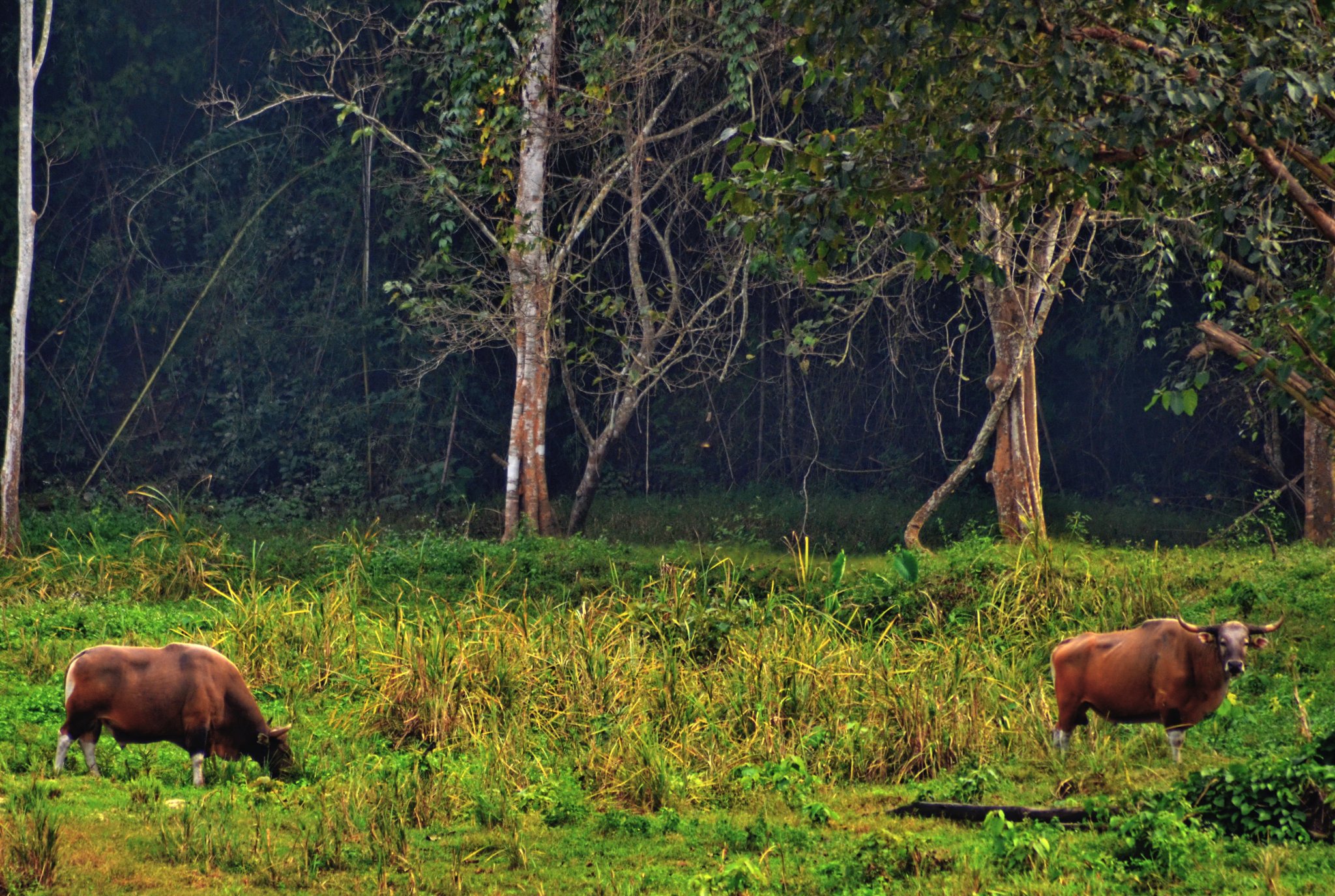 gaur.JPG