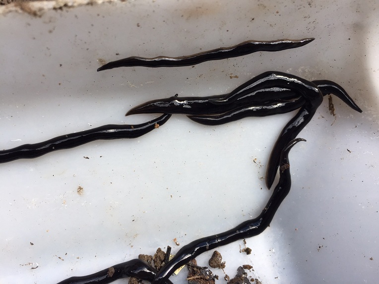 new-guinea-flatworm.jpg