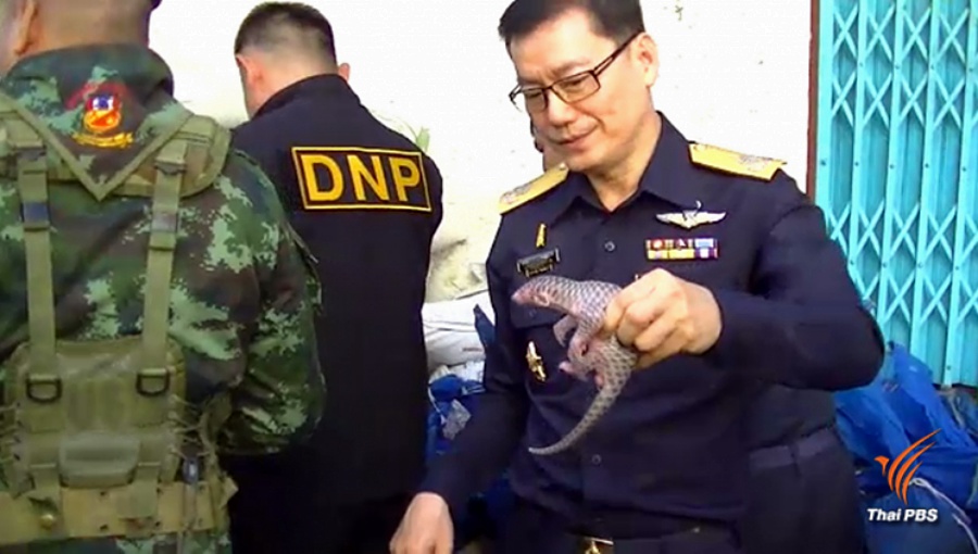 pangolin.jpg