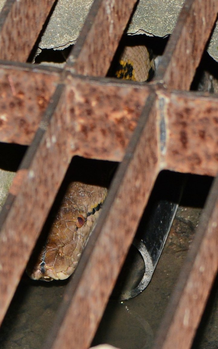snake2.jpg