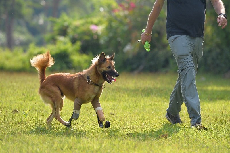 2017-12-17T113347Z_1_LYNXMPEDBG0FD_RTROPTP_4_THAILAND-DOG-PROSTHETIC-LEGS.JPG