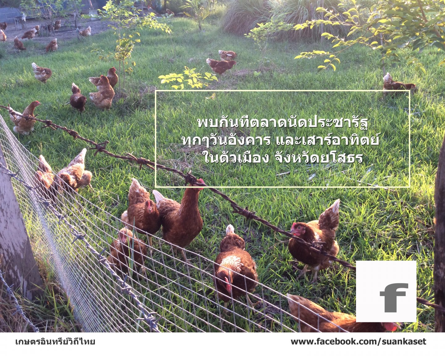 เกษตรอินทรีย์วิถีไทย สวนเกษตรบ้านศรีฐาน.jpg