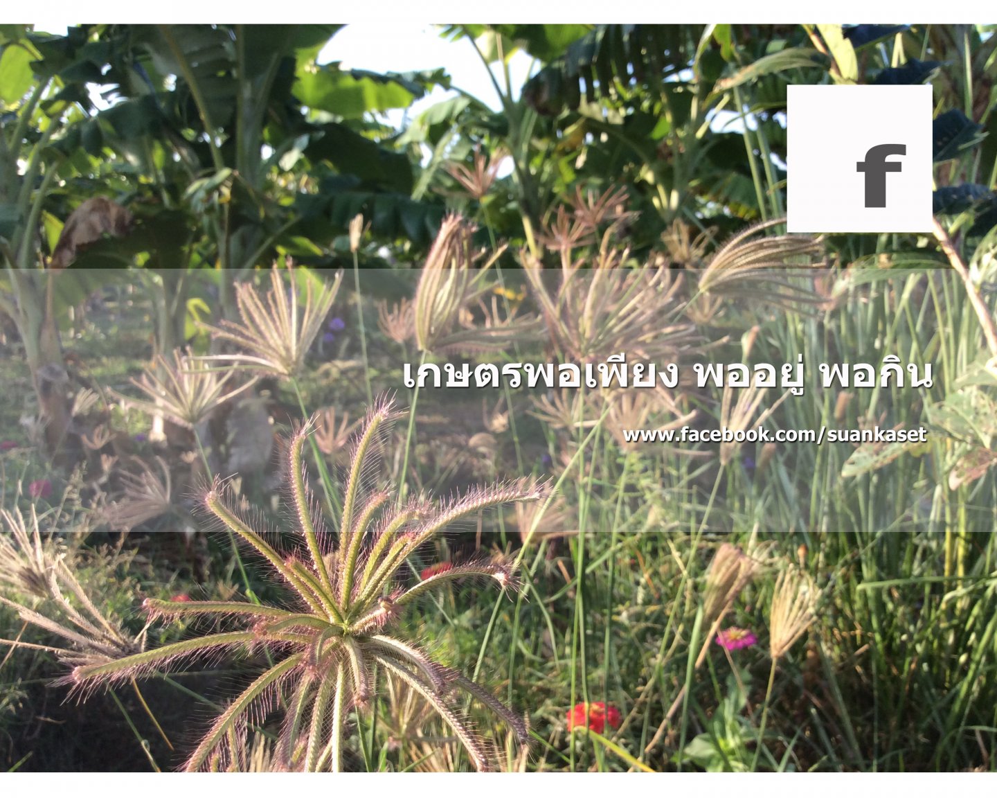 สวนเกษตร บ้านศรีฐาน 11.jpg