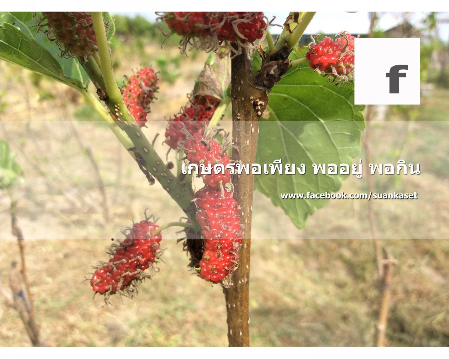 สวนเกษตร บ้านศรีฐาน 12.jpg