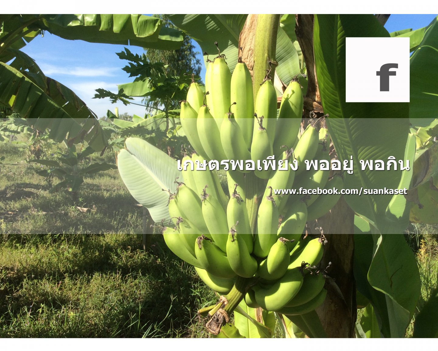 สวนเกษตร บ้านศรีฐาน.jpg