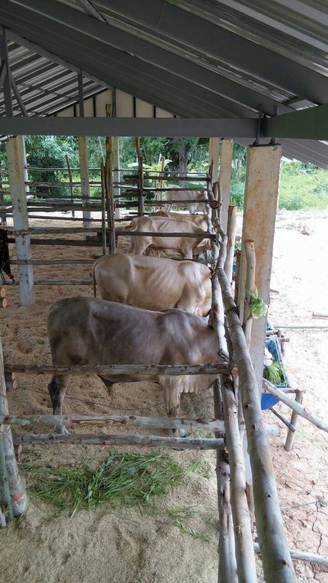 cows bansai sep 17.jpg