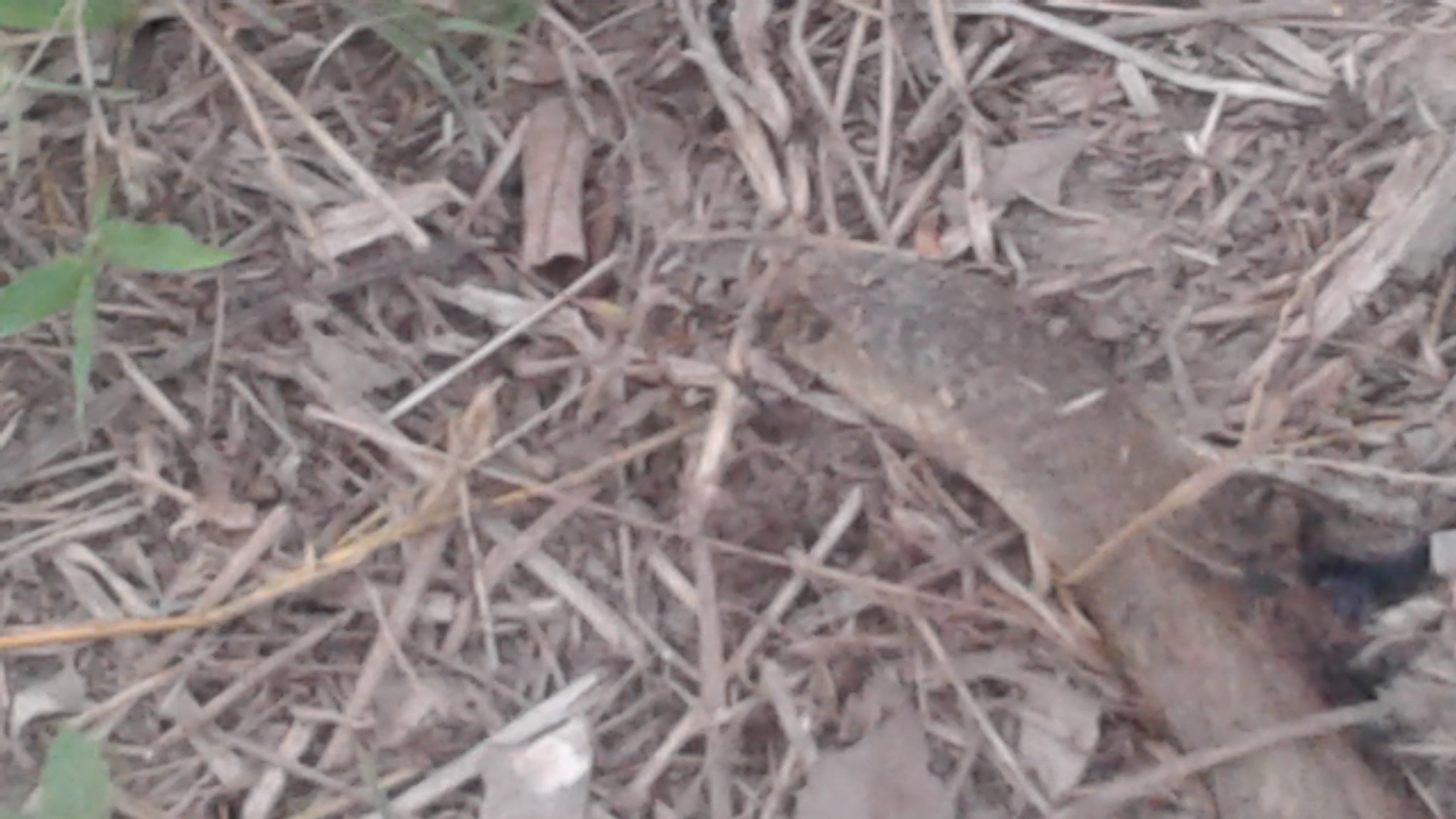 Snake photo.jpg