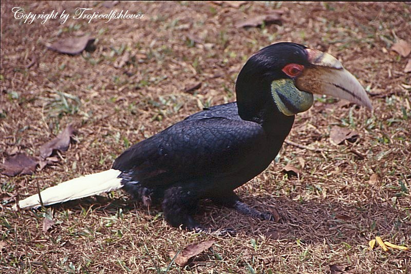 5a37b71661099_WreathedHornbill2.jpg.772352bde660660e07a827aa57752532.jpg