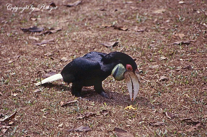 5a37b735722a2_WreathedHornbill1.jpg.1493d07198e5efd2e10893ba737b692d.jpg