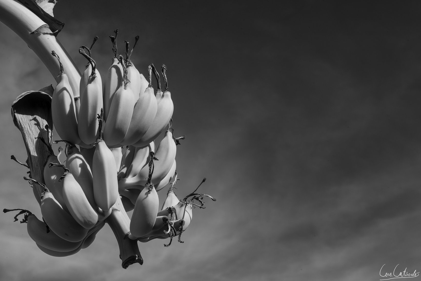 COS_9482bw.thumb.jpg.fb841877f97d8319319976bf8ab393e3.jpg