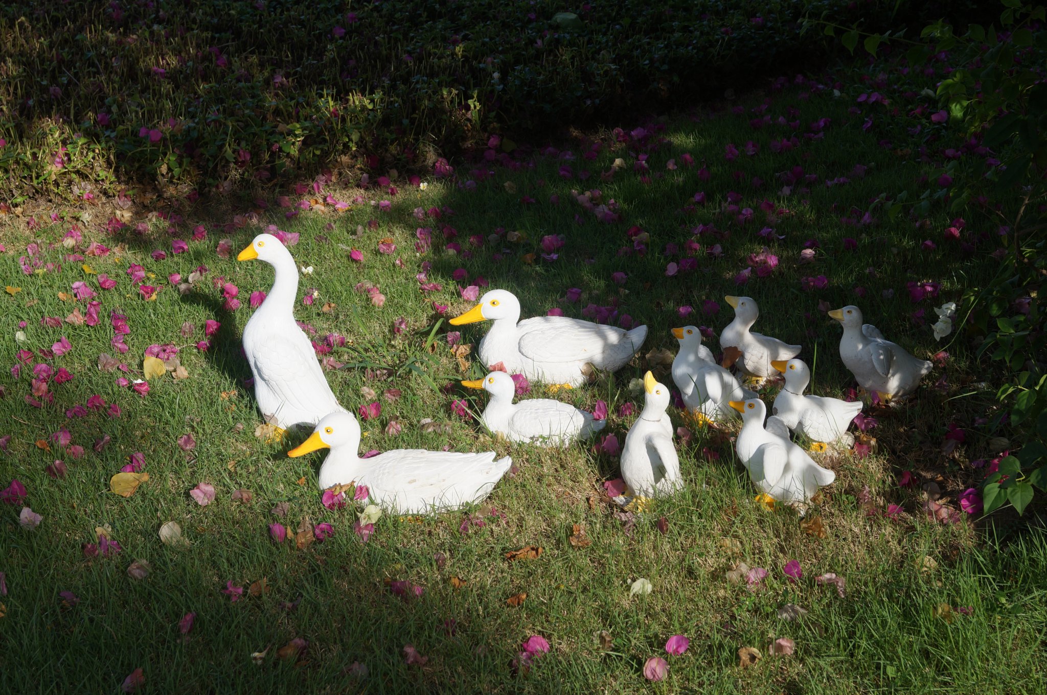 DSC00892.JPG