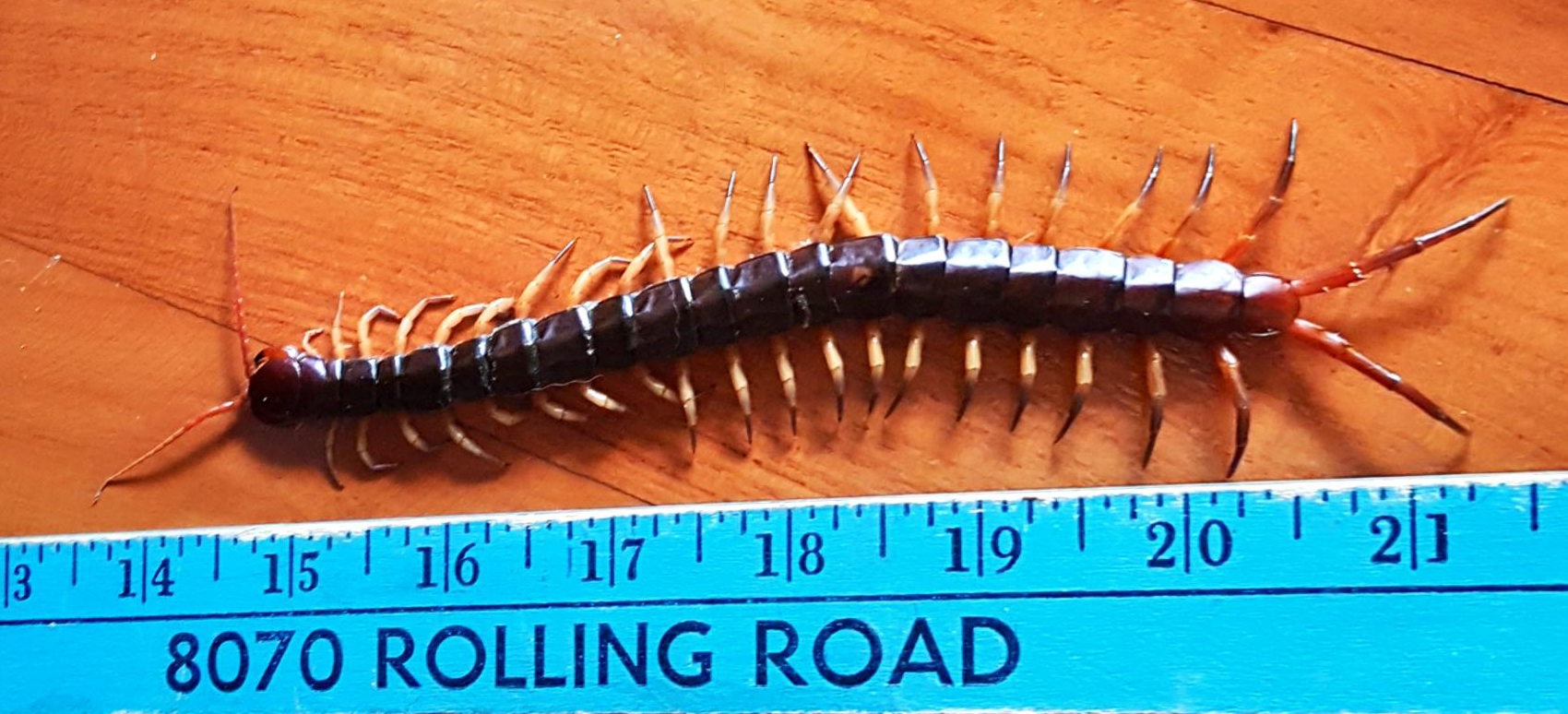centipede.jpg.443d9ecc0158274f13a403e511fbbaf6.jpg