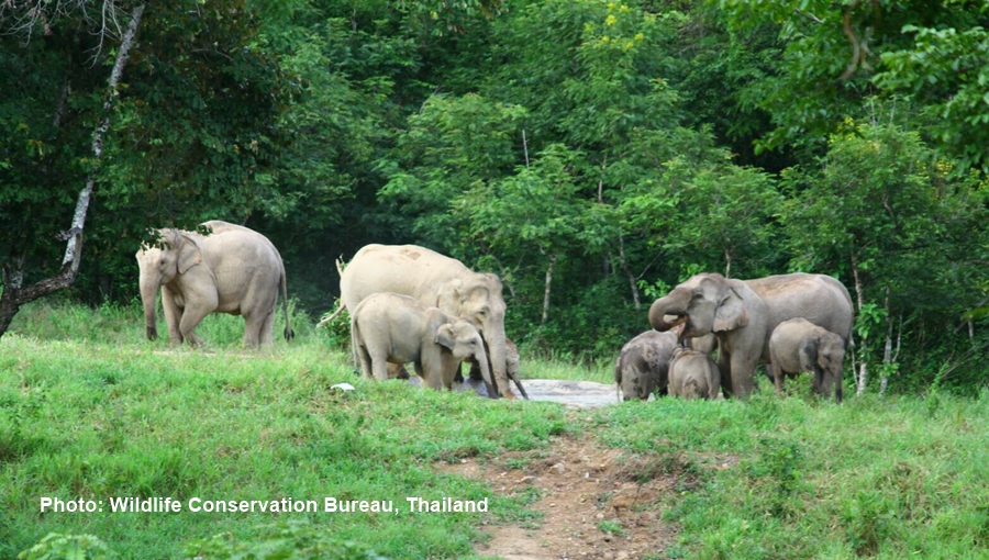 elephant21.jpg