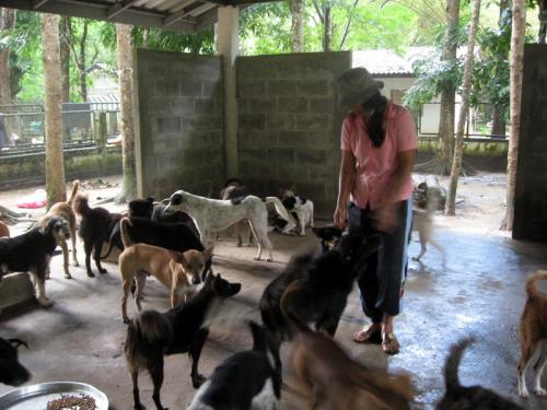phuketnews_The_Thalang_dog_shelter_accepts_food_donations_for_the_dogs_Photo_Ga_20467_QyUJjtgVXB_jpeg.jpg