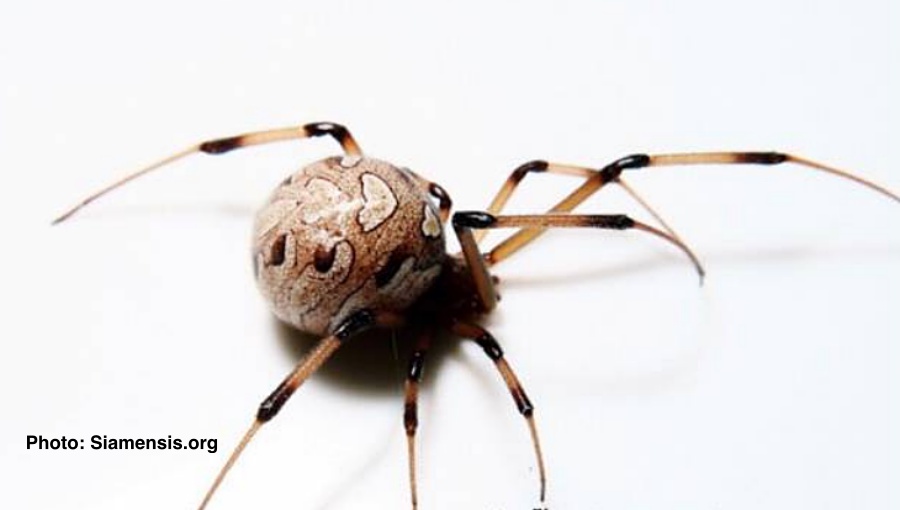 spider.jpg