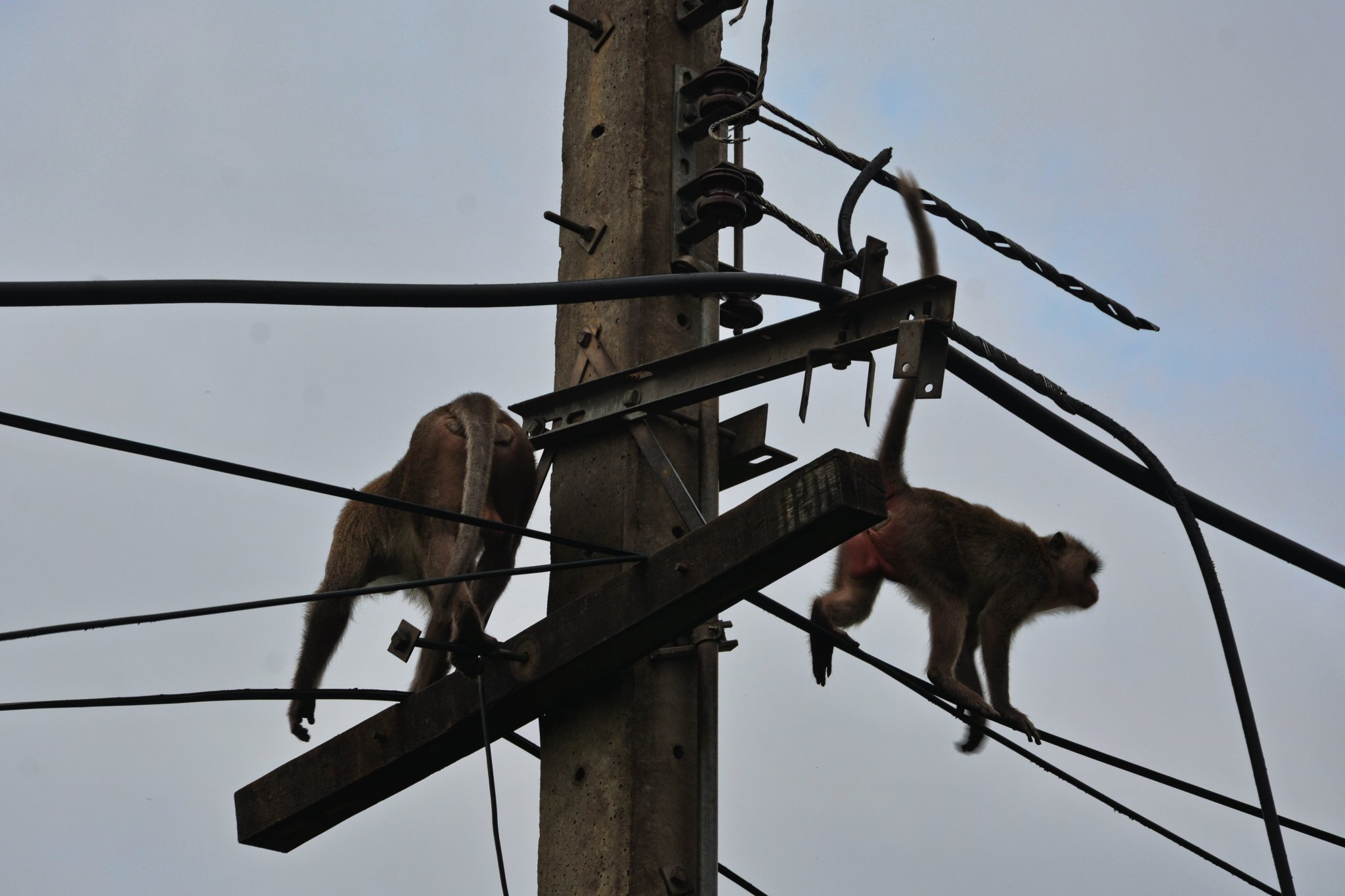 wire.JPG