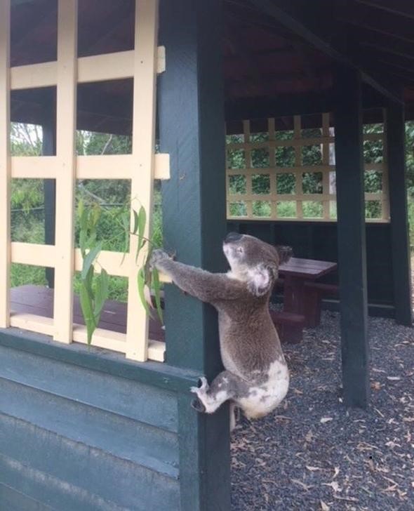 2018-01-11T072009Z_1_LYNXMPEE0A0ES_RTROPTP_3_AUSTRALIA-KOALA.JPG