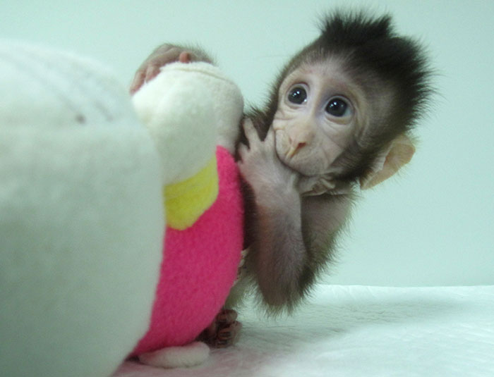 2018-01-24T173737Z_2_LYNXMPEE0N1R8_RTROPTP_4_SCIENCE-CLONING-MONKEYS.JPG