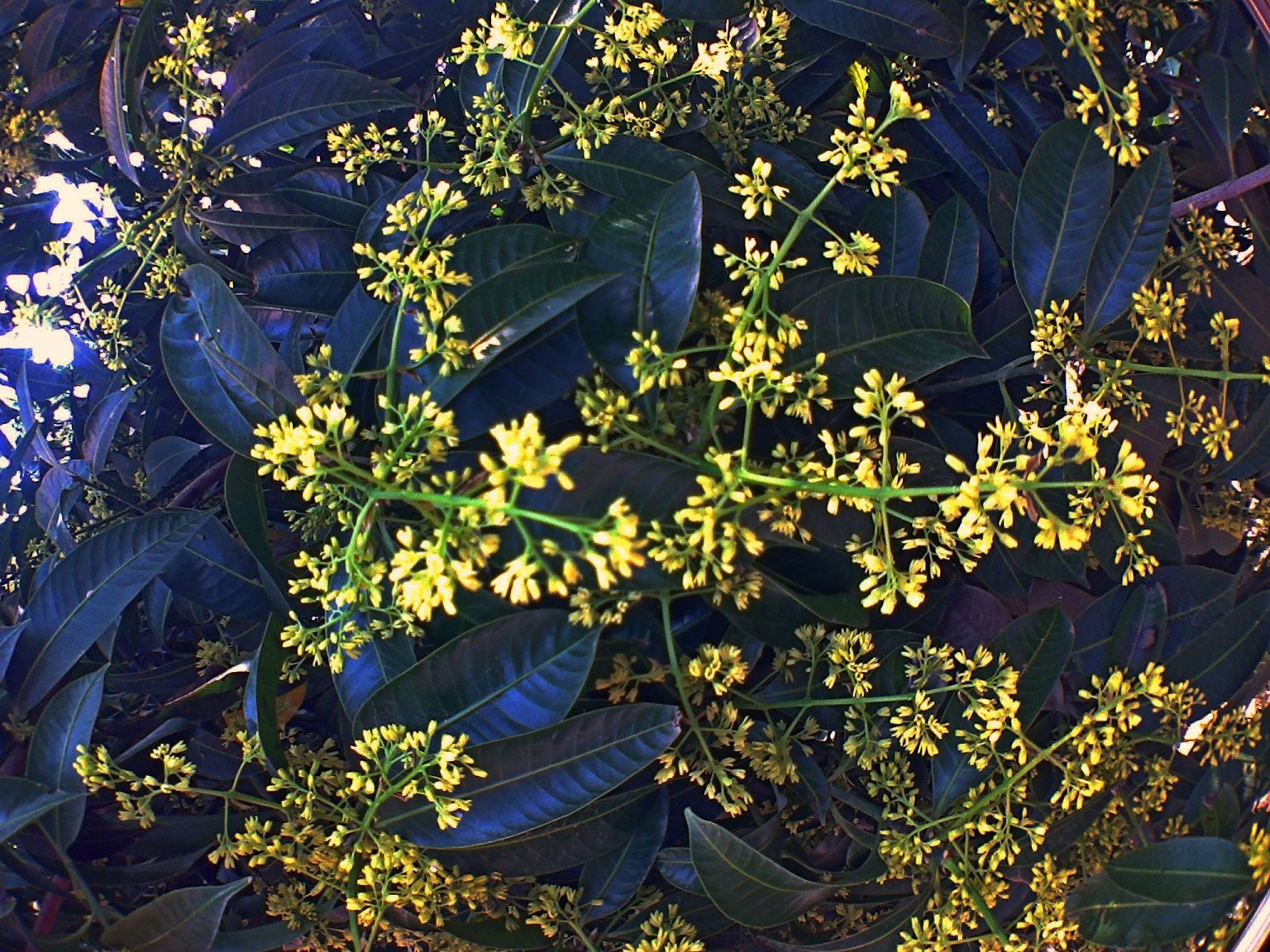 Marian Plum tree Blossom.jpg