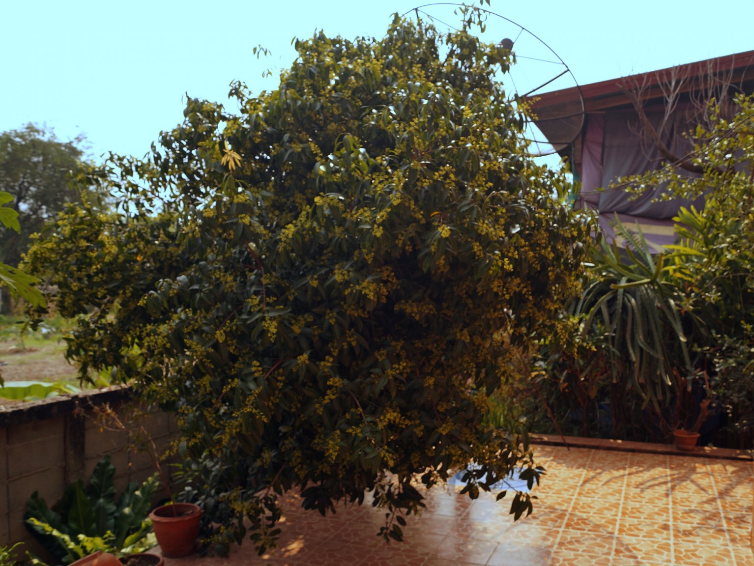 Marrian Plum Tree.JPG