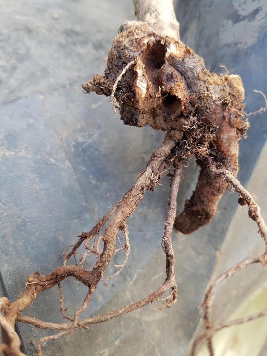 Termites eat my blueberry plants.jpg