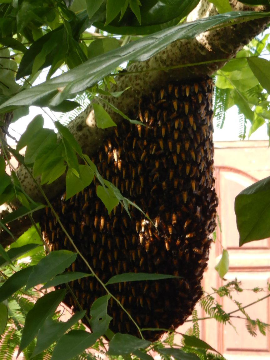 Bees.thumb.JPG.ccac9f7c517bdf0f7fe4b02736334d41.JPG