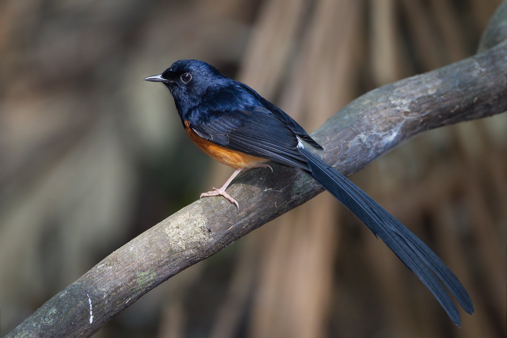 Copsychus_malabaricus_male_-_Khao_Yai.jpg