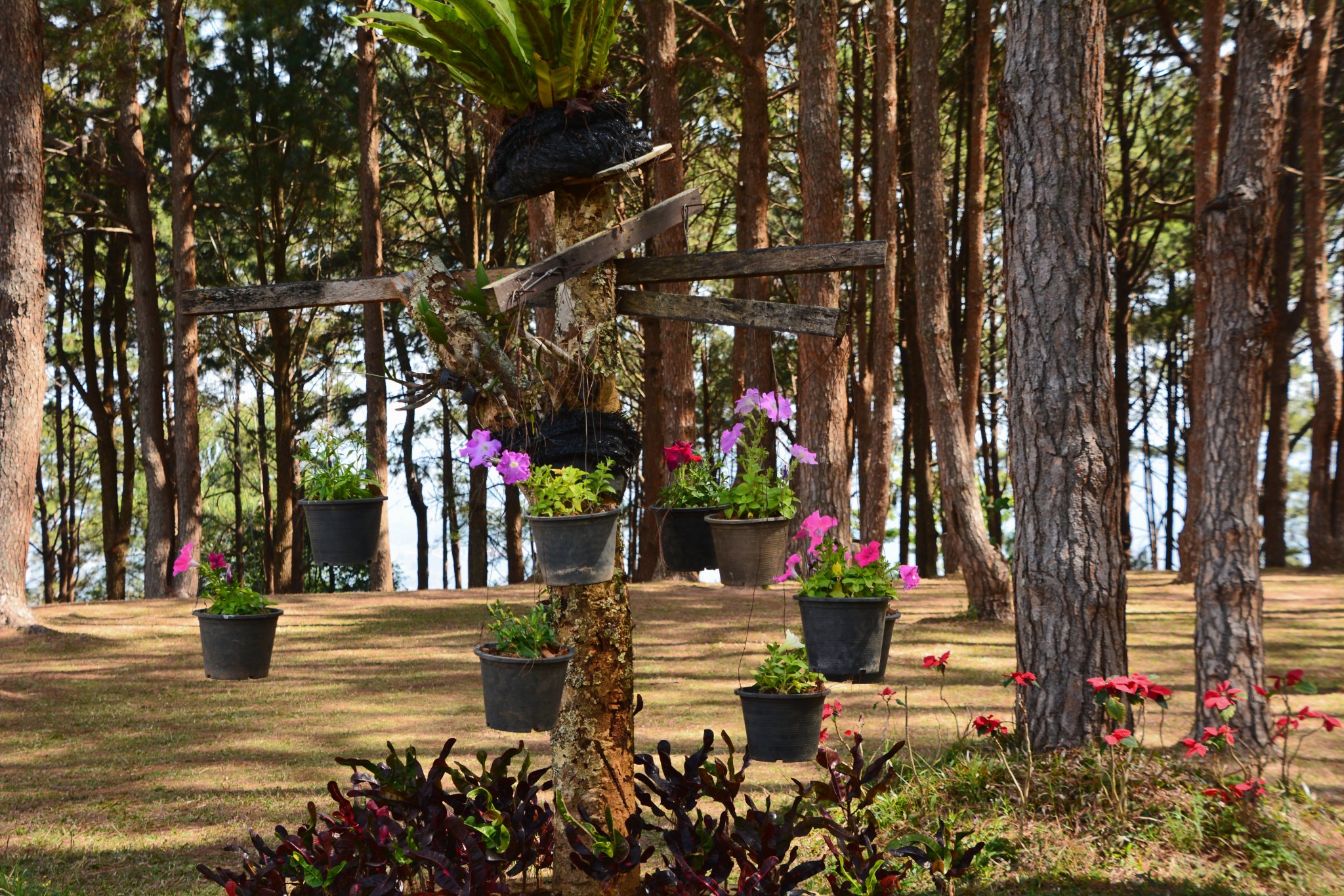 DSC_9554ps.jpg