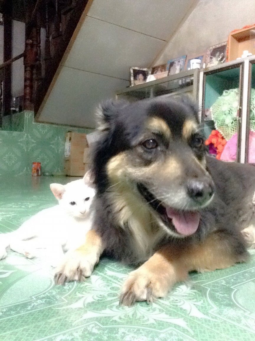 Dulce-CAt2.jpg