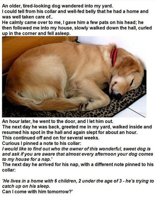 Funny-dog-story.jpg.9a75bfeef372906194c2fbbfed1dfa44.jpg