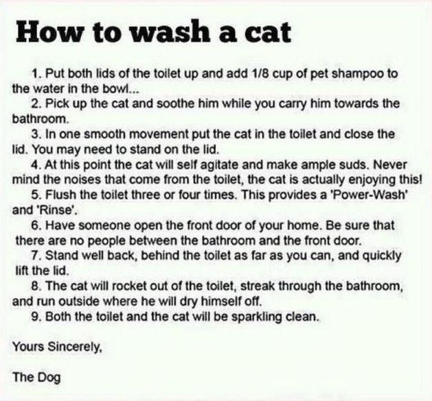How-to-wash-a-cat.jpg.19c097592dcfb5de9488fc9eacd20879.jpg