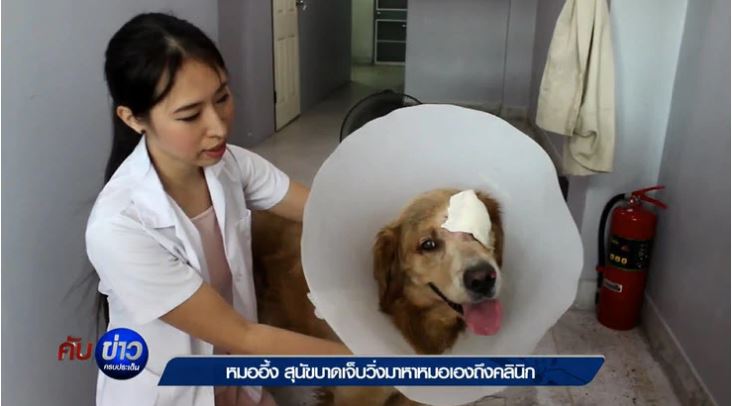 dog.JPG