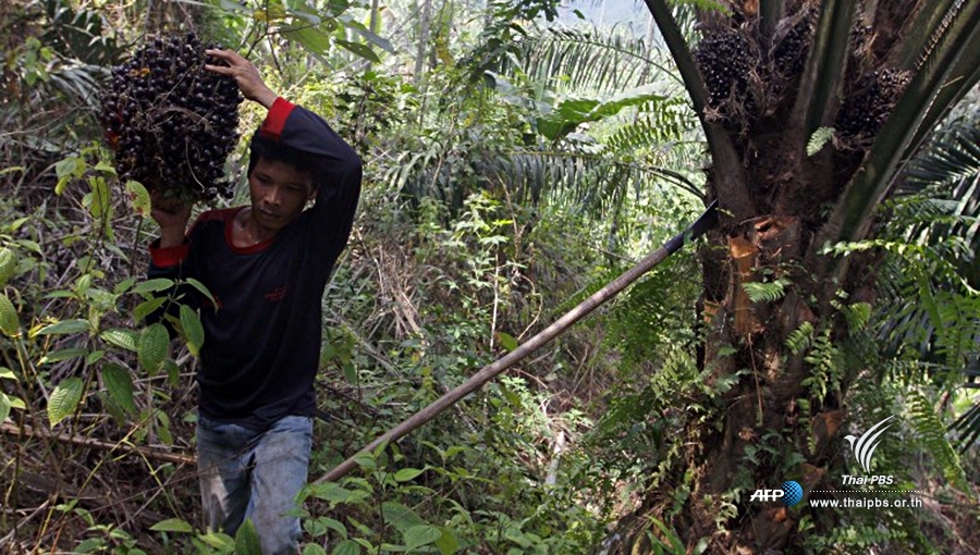 palm-indonesia.jpg