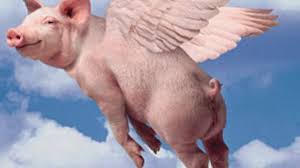 pig.jpg.4af81daf44e4d76314a899bd18a6faca.jpg