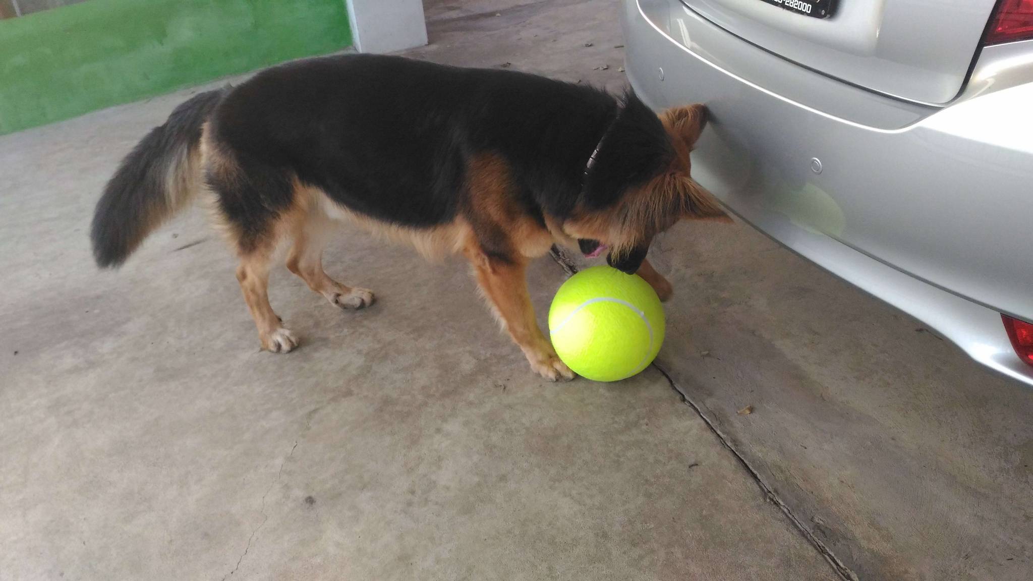 resized_Kahlua_Tennisball-02_c.jpg.aeb3e95ad467d952456208ec8ff223f5.jpg