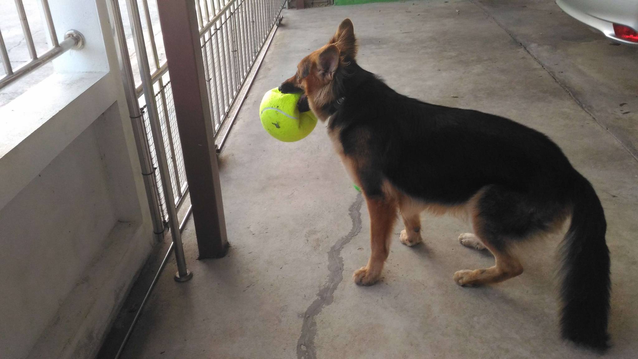 resized_Kahlua_Tennisball-03_c.jpg.cc1bbe5b721856753a5992343ed5fd89.jpg