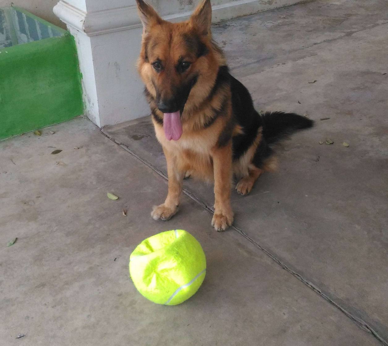 resized_Kahlua_Tennisball-05_c.jpg.846197ce85b73904aca734d439514792.jpg