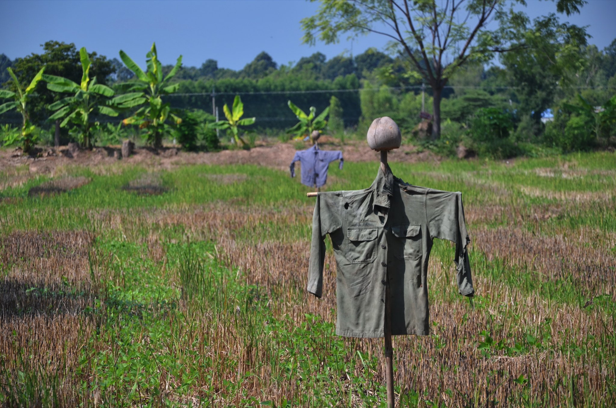 scarecrow.jpg