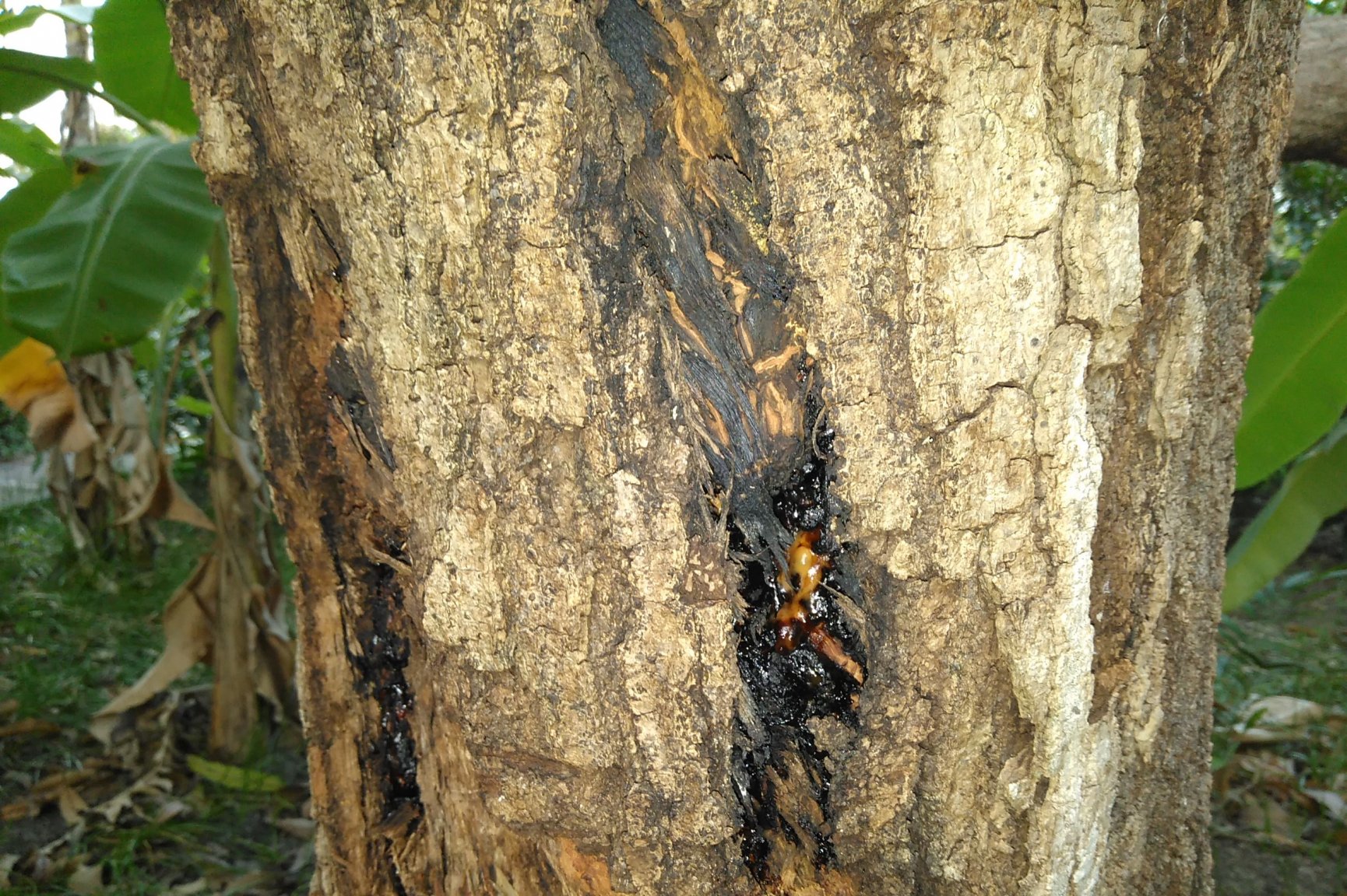 tree.jpg
