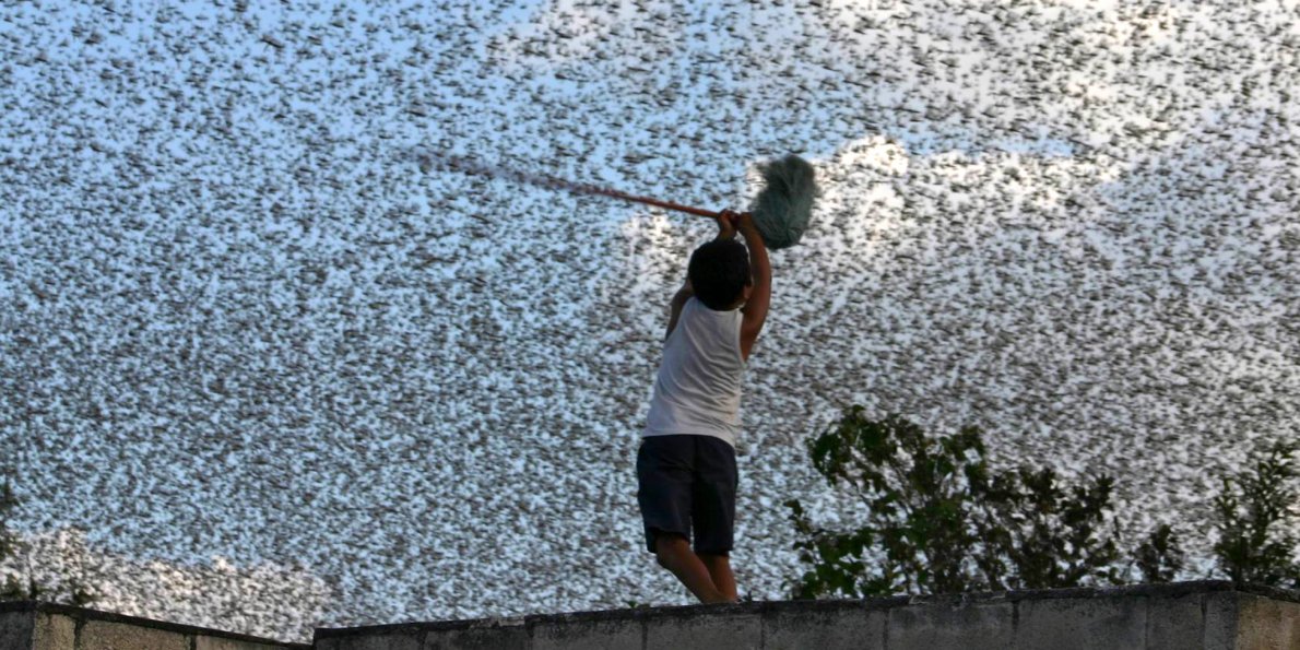 4-mile-wide-swarms-of-locusts-are-plaguing-argentina.jpg.8df8cbdb21d0b6478566b34e5ab0d06d.jpg