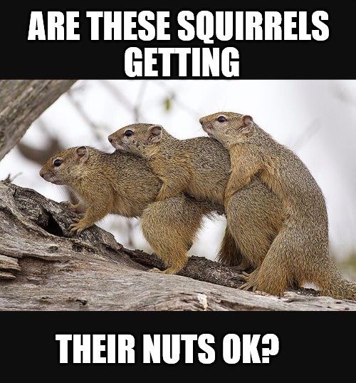 5a813d30baa81_valsquirnuts2.jpg.a08f46acdd6d01e3c3096fa8d1c2b08a.jpg