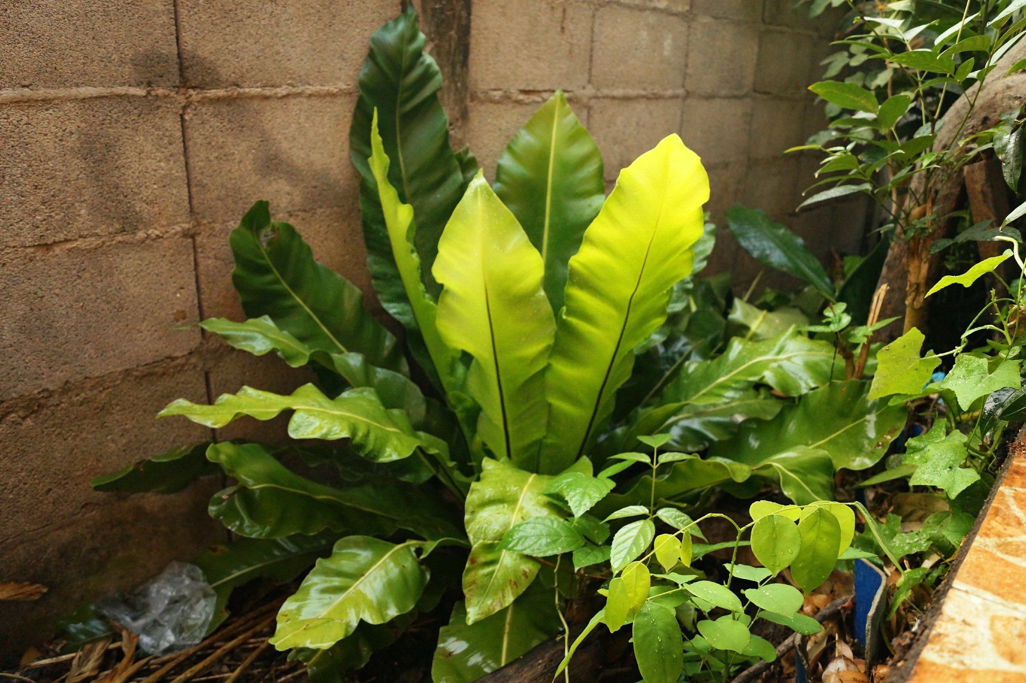Birds Nest Fern DSC05433.JPG