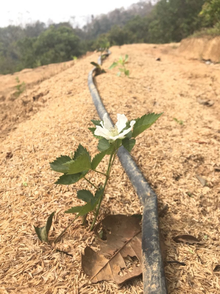 blackberry with 1 flower.jpg
