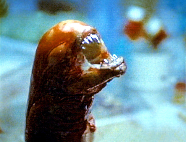 alien.jpg.d66be43f0d868a885be41b1f51b75e55.jpg
