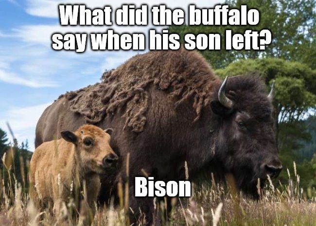 bison.jpg.833a02530cb73b32361848a576c5733c.jpg