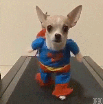 dog.gif.86e6f80140b745da68f8cfe1302c3788.gif